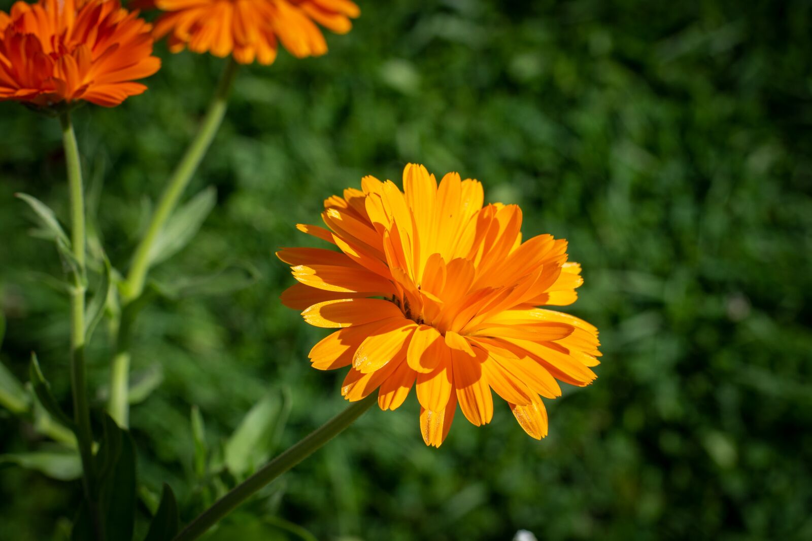 Nikon D7100 sample photo. Flower, blossom, bloom photography