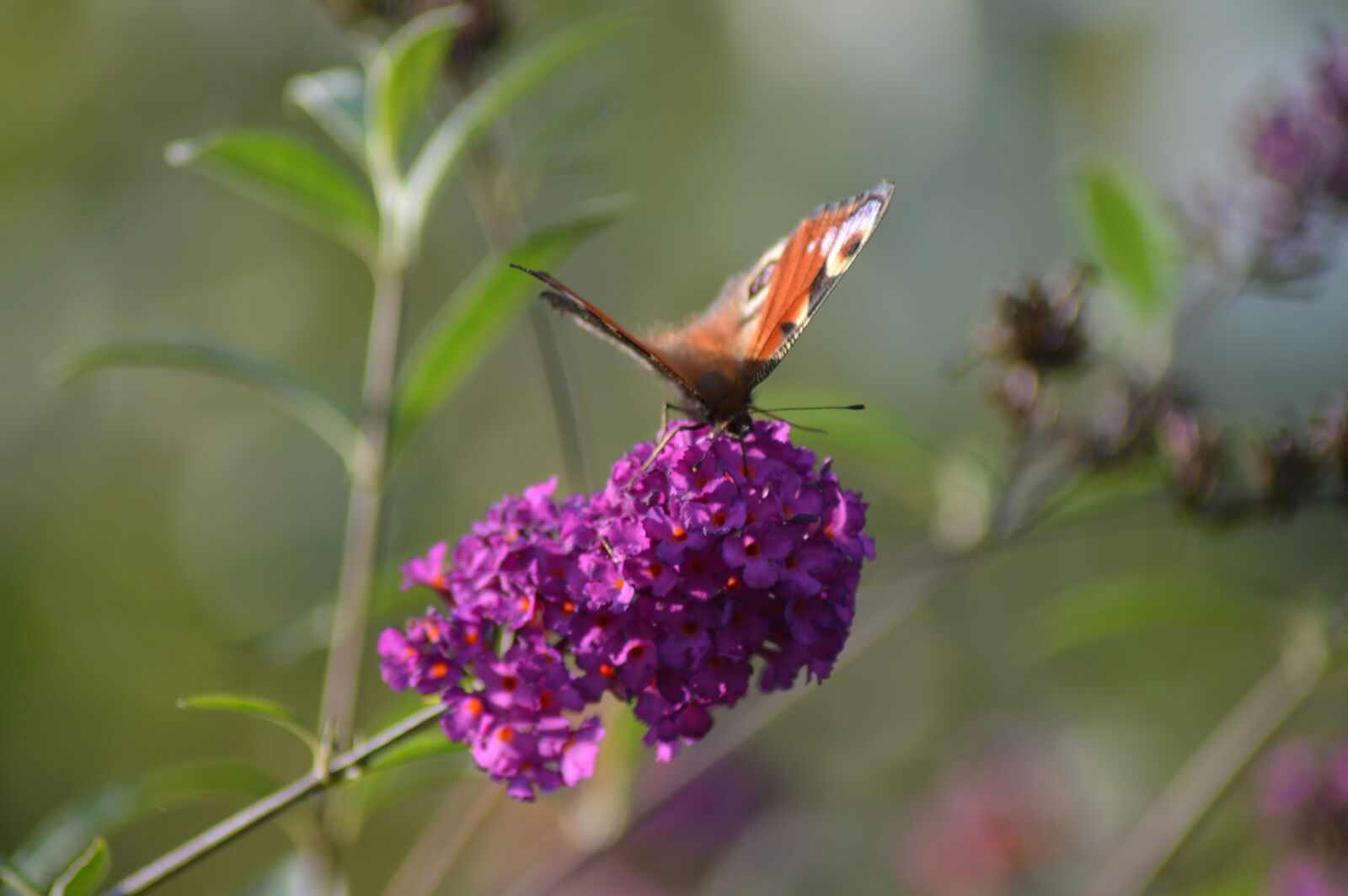 Nikon D3200 sample photo. Butterfly, flower, insect photography