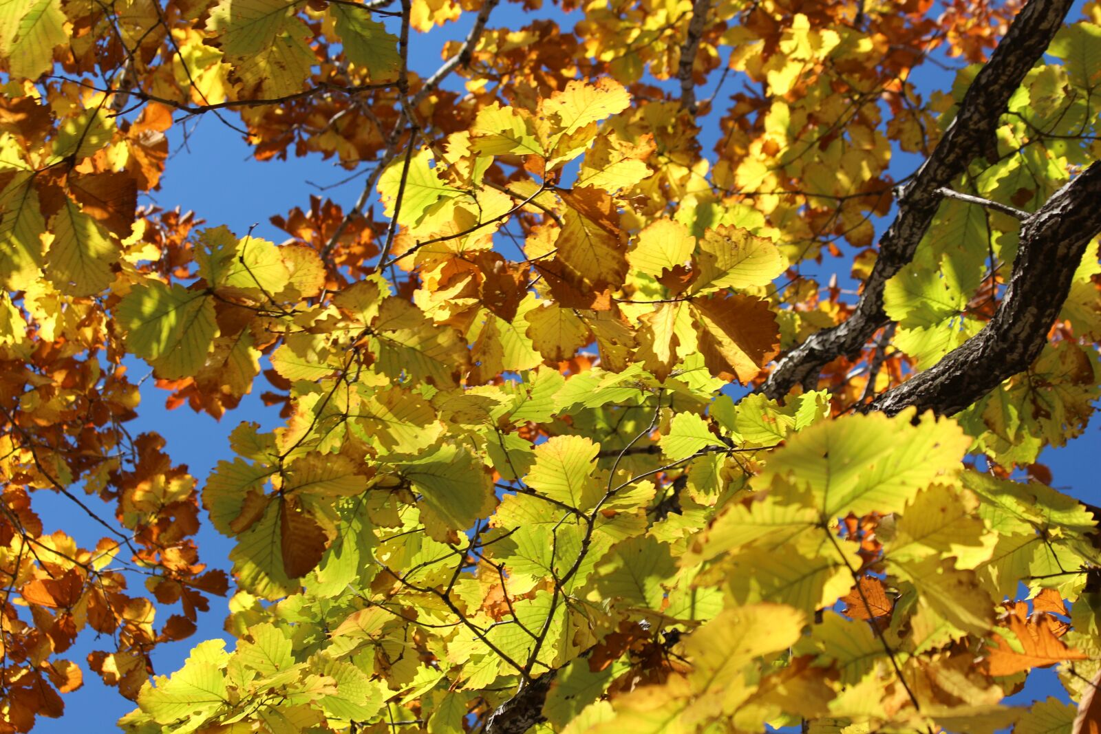 Canon EOS 650D (EOS Rebel T4i / EOS Kiss X6i) sample photo. Leaves, yellow leaves, autumn photography