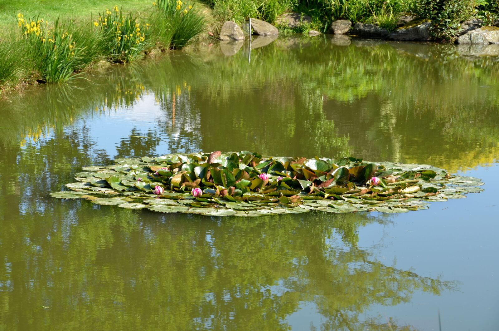 Nikon D7000 sample photo. Water, pond, water lily photography