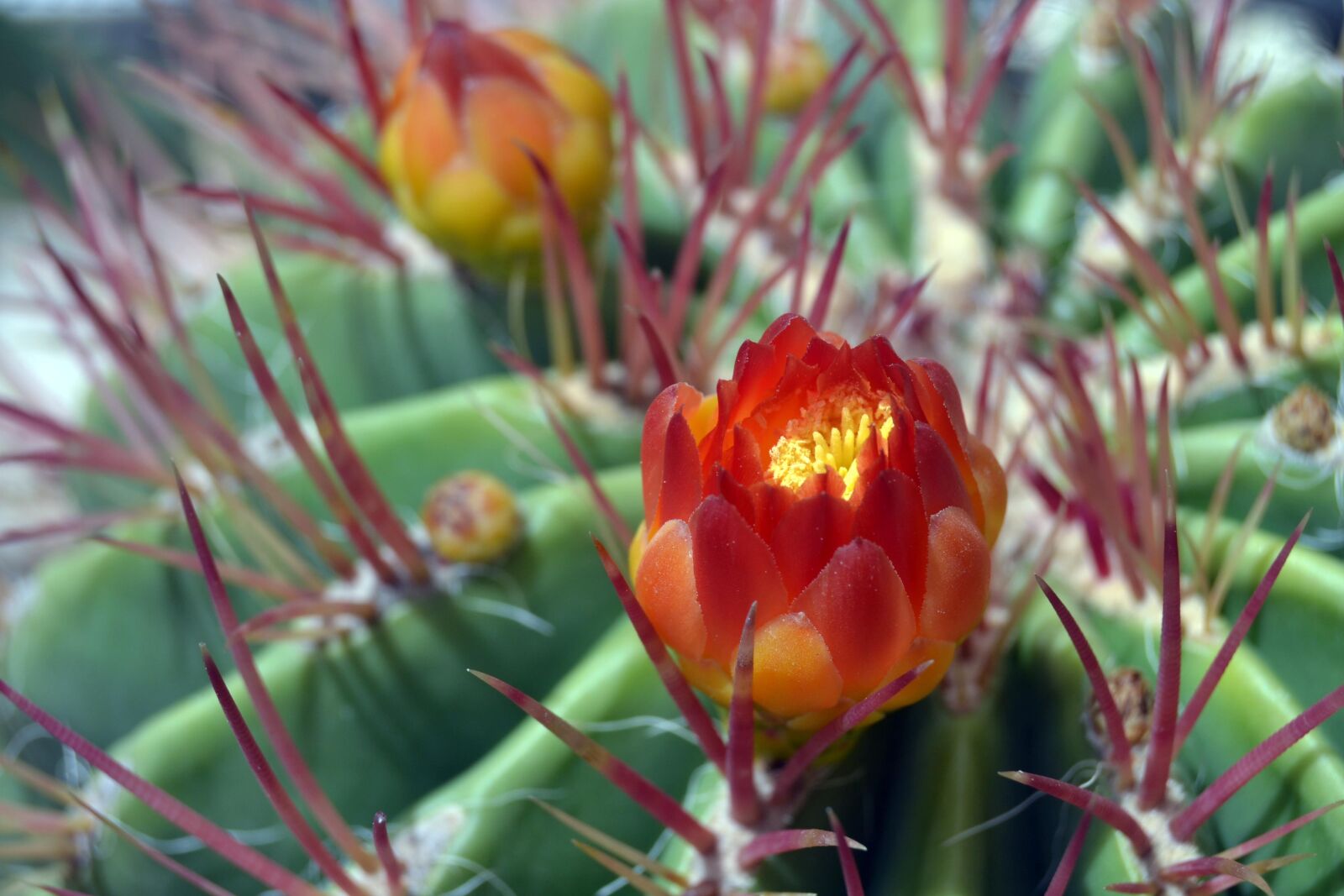 Nikon D3100 sample photo. Cactus, flower, thorns photography