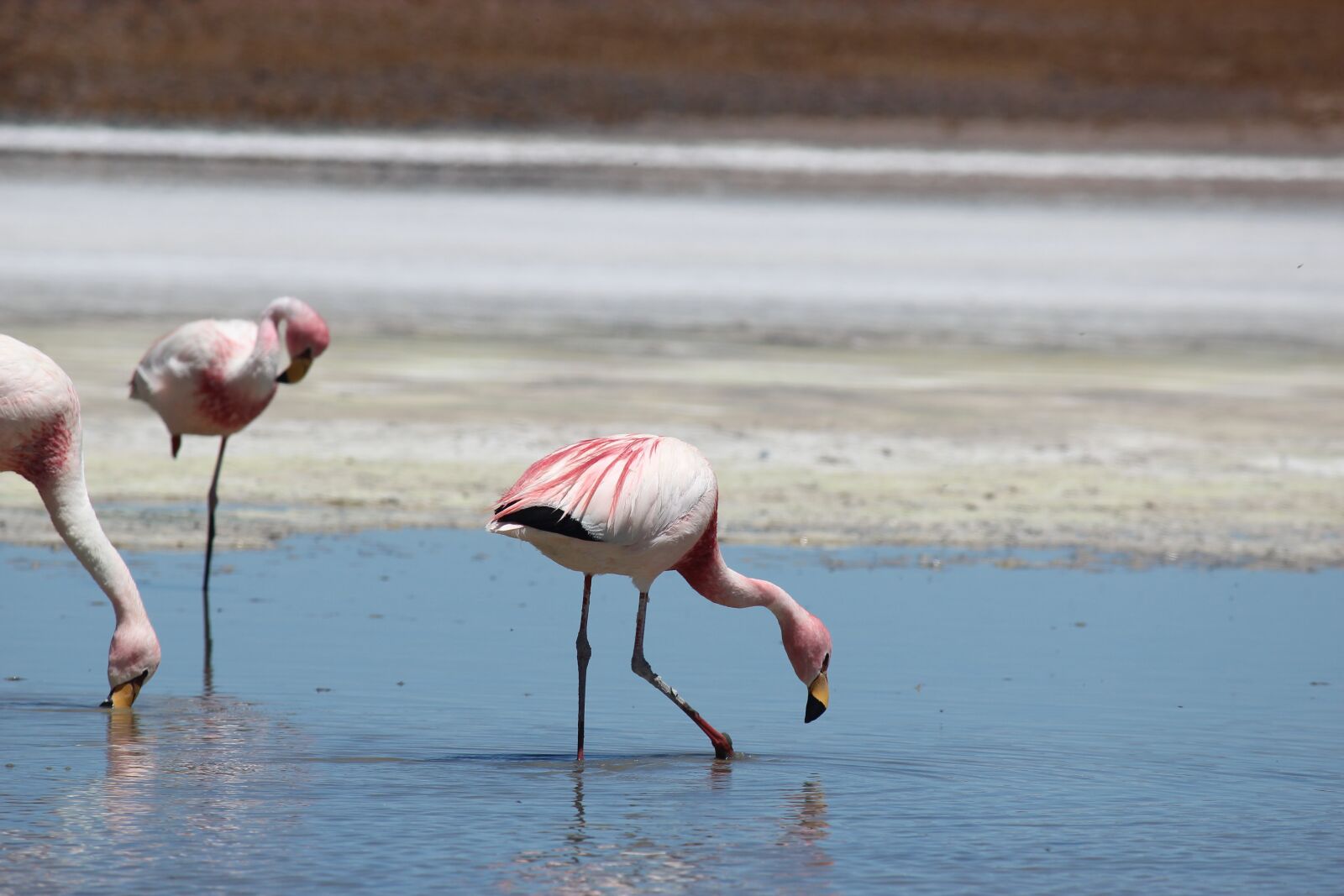 Canon EOS 600D (Rebel EOS T3i / EOS Kiss X5) sample photo. Flamingos, lake, atacama photography