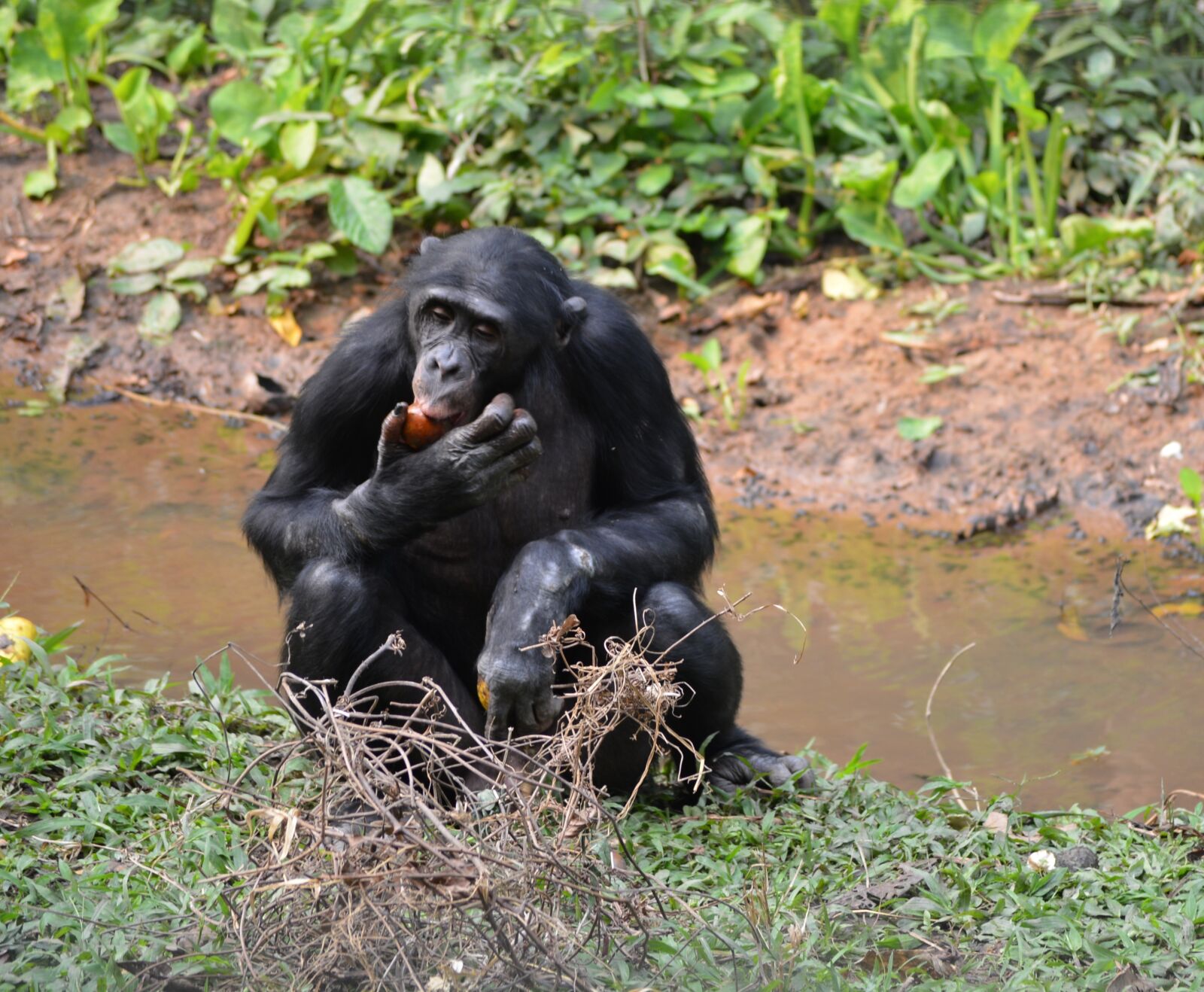 Nikon D5200 sample photo. Bonobo, lola ya bonobo photography