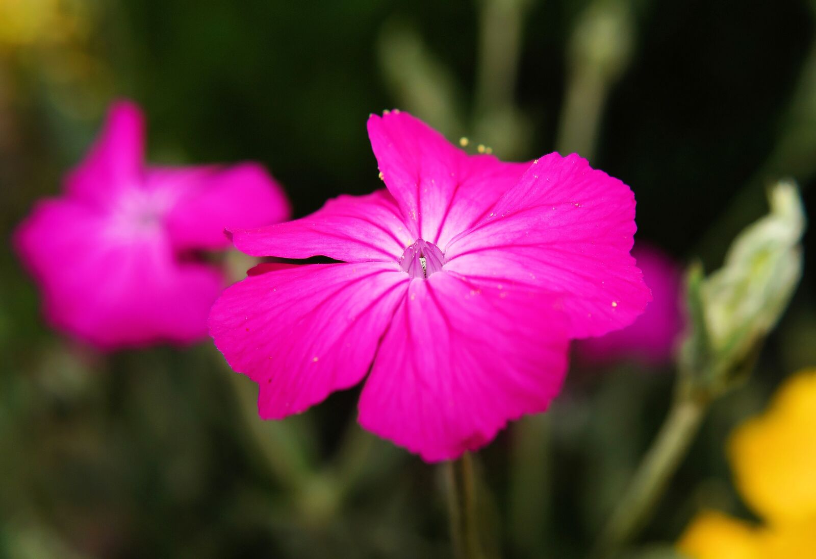 Sony SLT-A58 + Sony DT 30mm F2.8 Macro SAM sample photo. Flower, blossom, bloom photography