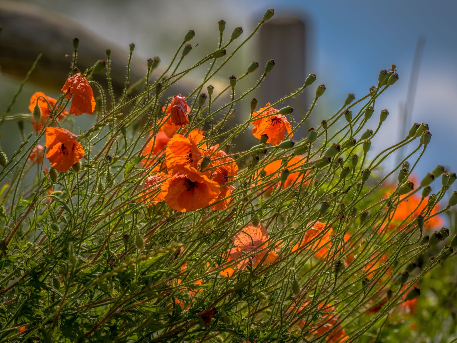 Olympus OM-D E-M1 Mark III + OLYMPUS M.300mm F4.0 sample photo. Poppies, meadow, flower photography