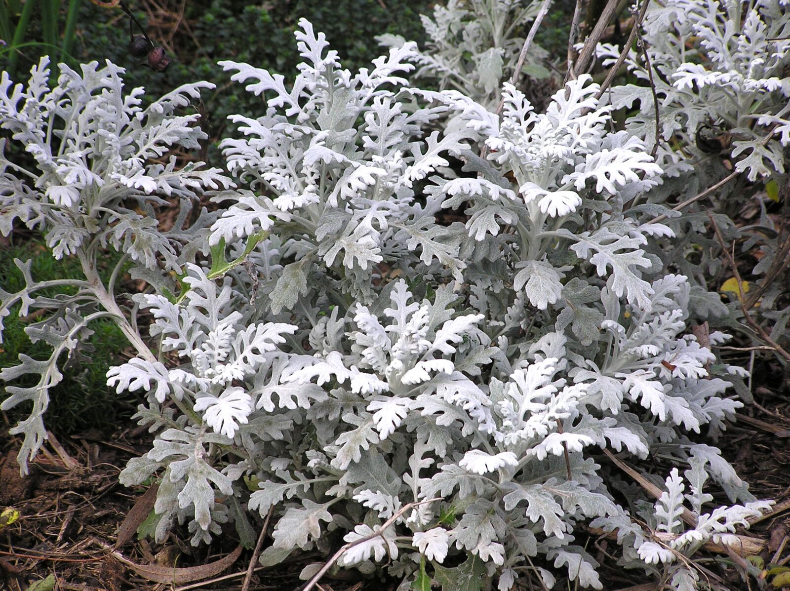 Olympus C750UZ sample photo. Silver, leaf, plant photography