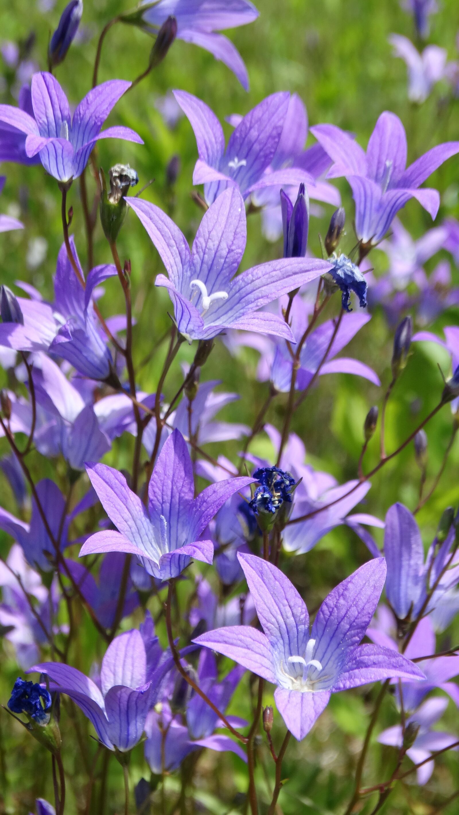 Sony Cyber-shot DSC-HX300 sample photo. Bellflowers, flowers, wildflowers photography