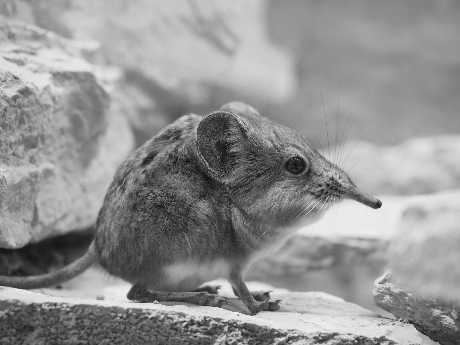 Olympus OM-D E-M5 II sample photo. Elephant shrews, short proboscis photography