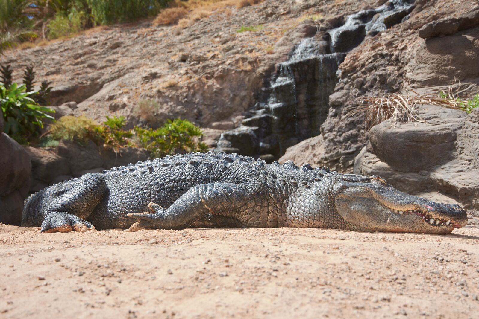 Nikon D7200 sample photo. Crocodile, alligator, dangerous photography