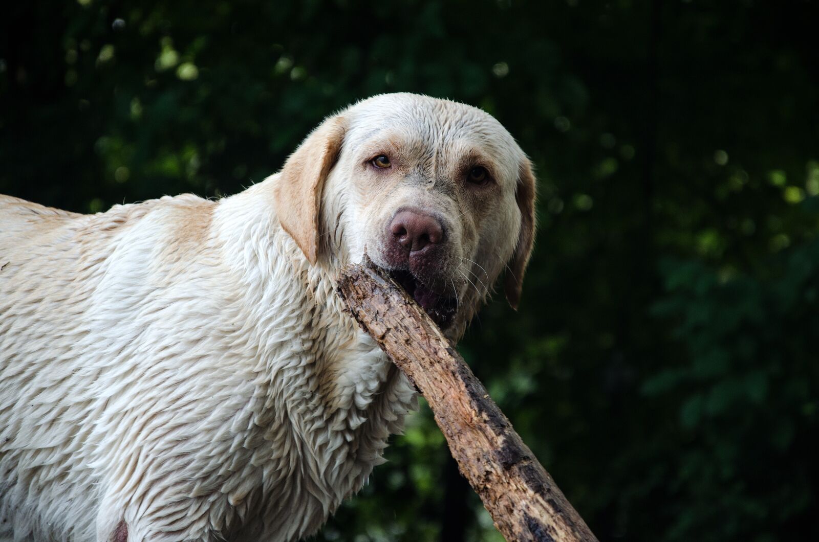 Nikon D5100 sample photo. Dog, wet, water photography