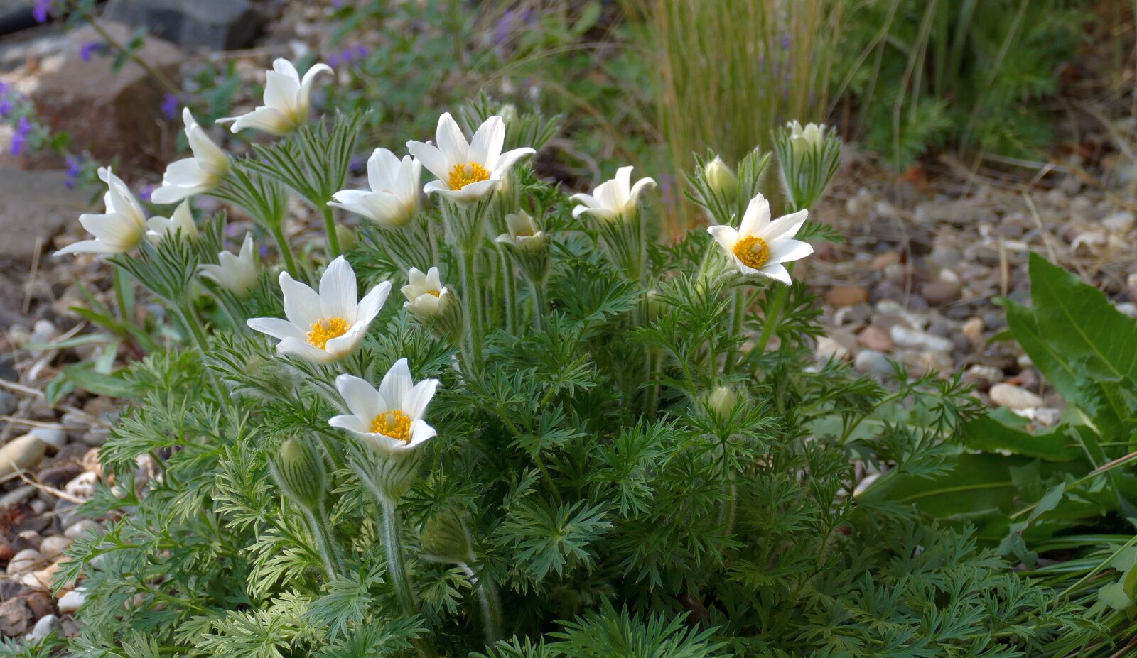 Panasonic Lumix DMC-FZ1000 sample photo. Pasque flower, spring, pasqueflower photography