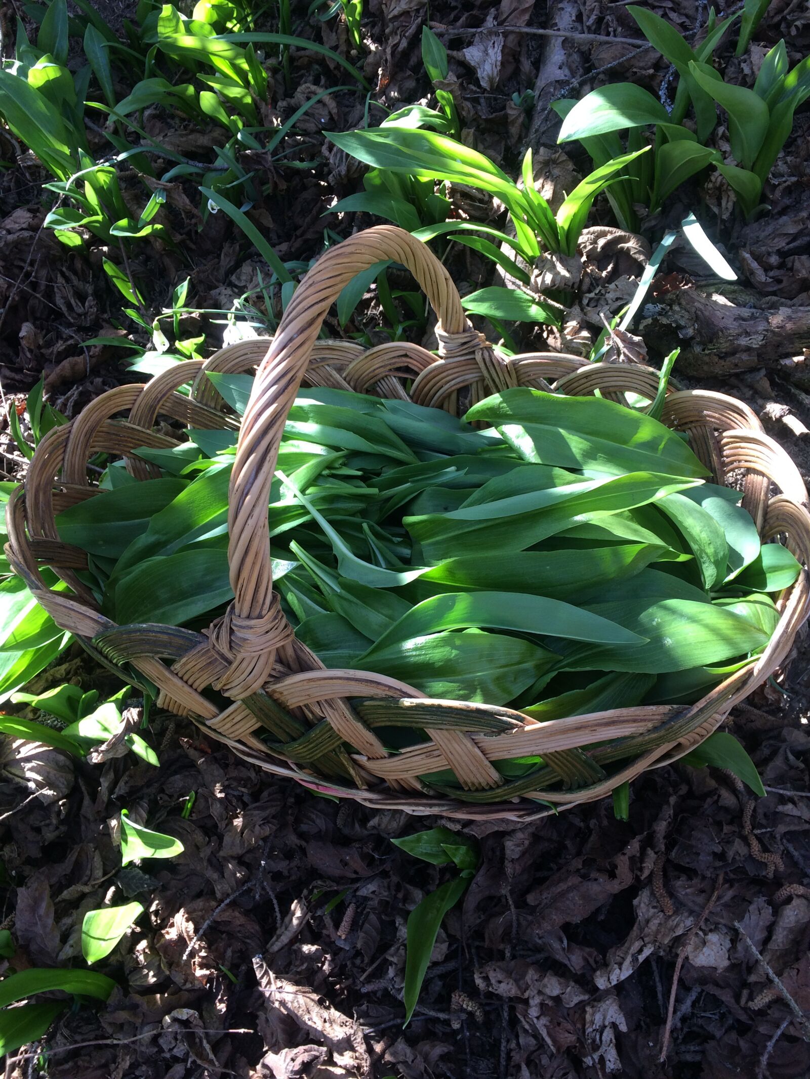 iPhone 5s back camera 4.15mm f/2.2 sample photo. Green, garlic, spring photography