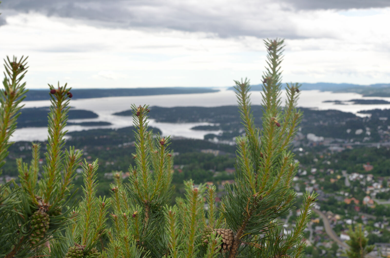 Nikon AF-S DX Nikkor 35mm F1.8G sample photo. Clouds, fjord, overview, pine photography