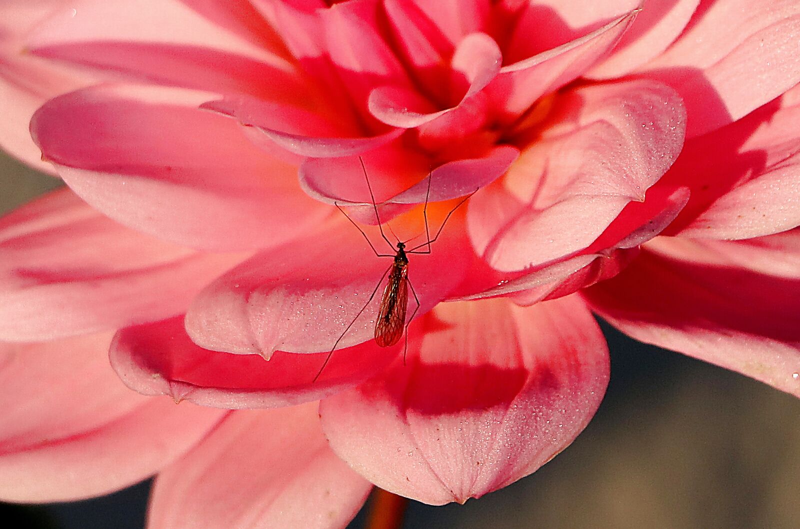 Canon EOS 77D (EOS 9000D / EOS 770D) + Canon EF-S 18-135mm F3.5-5.6 IS STM sample photo. Dahlia, insect, close up photography