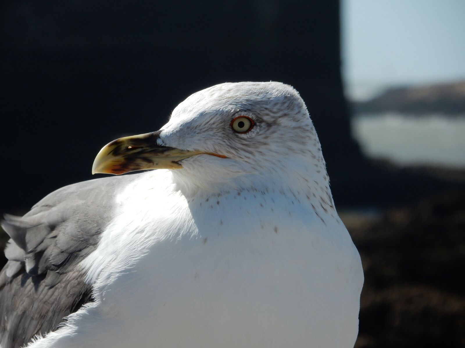 Nikon Coolpix S9700 sample photo. Seagull, holidays, nature photography