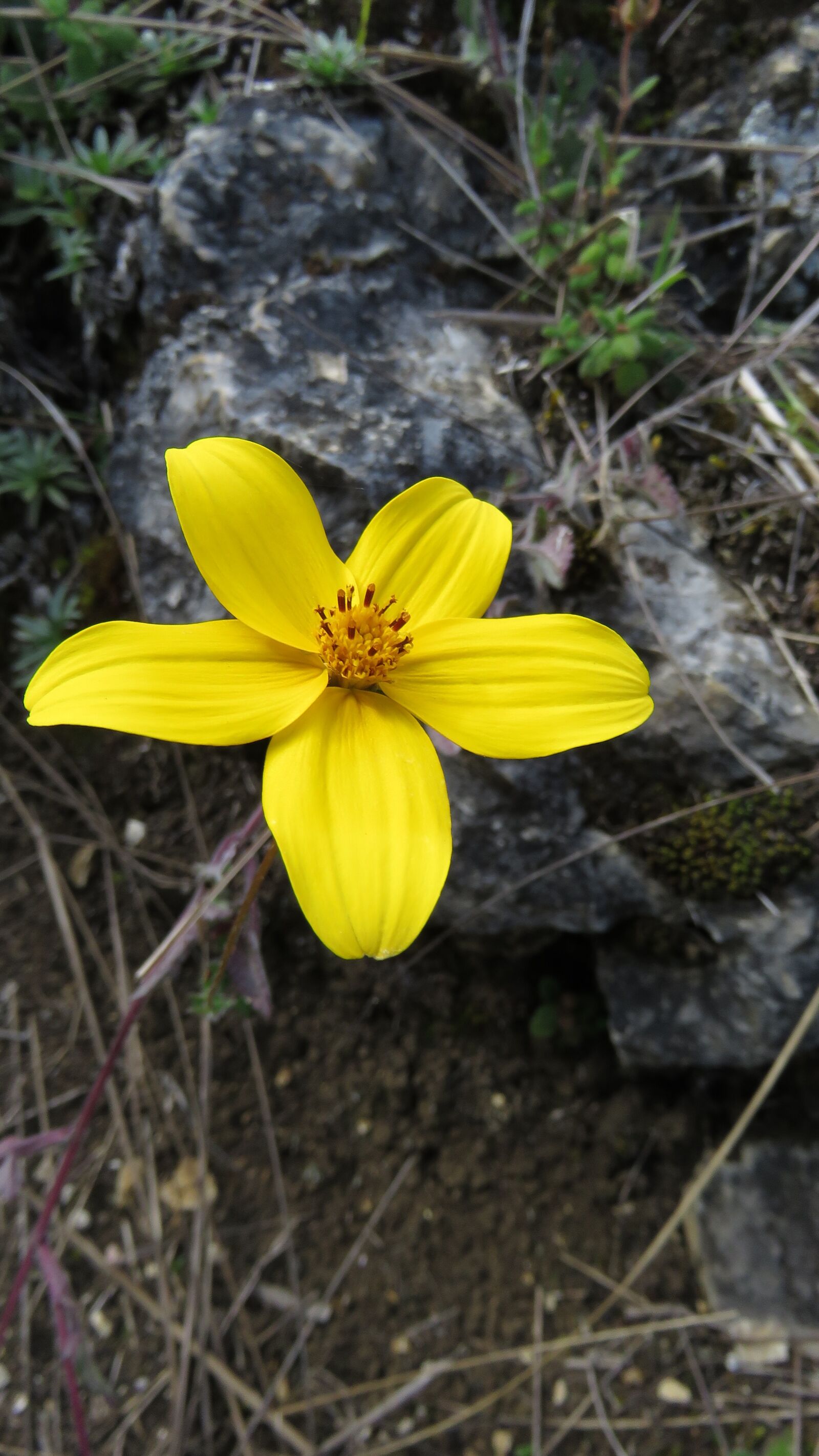 Canon PowerShot SX60 HS sample photo. Flower, yellow, petal photography