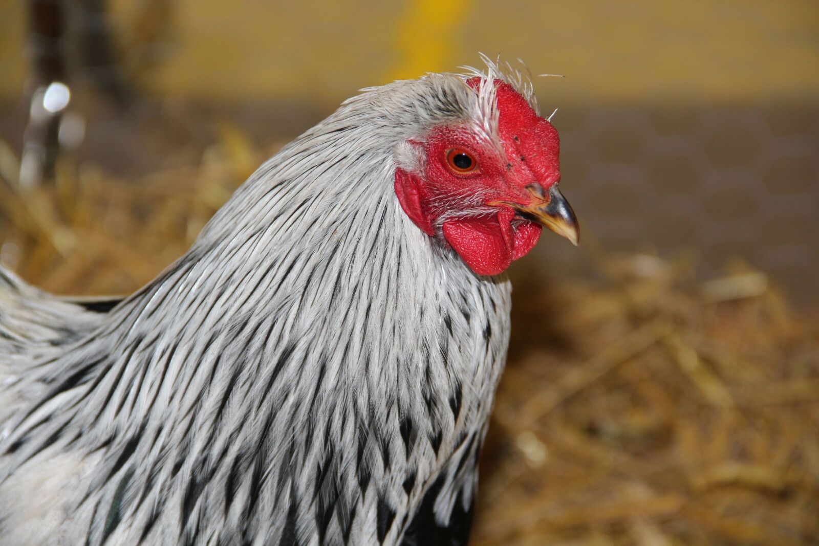 Canon EF-S 18-135mm F3.5-5.6 IS sample photo. Chicken, hen, gill photography