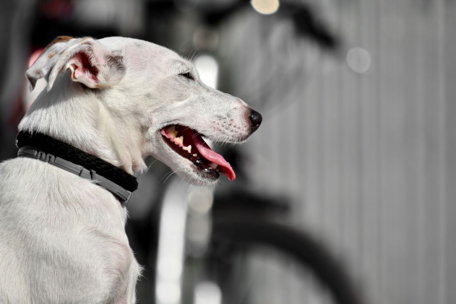 Nikon D5500 sample photo. Dog, nose, purebred, side photography