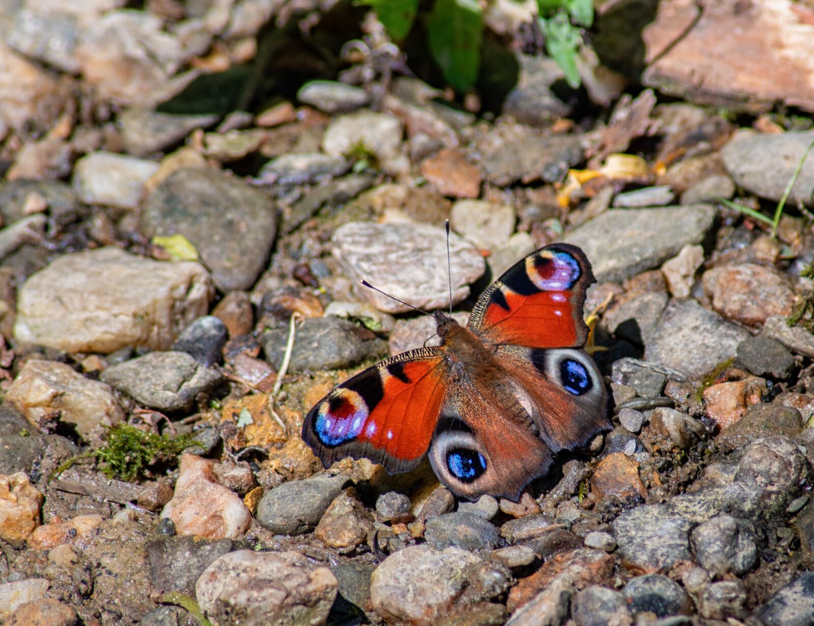 Nikon D7500 sample photo. Butterfly, bad, camberg photography