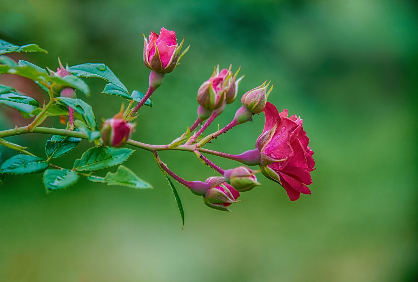 Nikon D800 sample photo. Rose, flower, buds photography