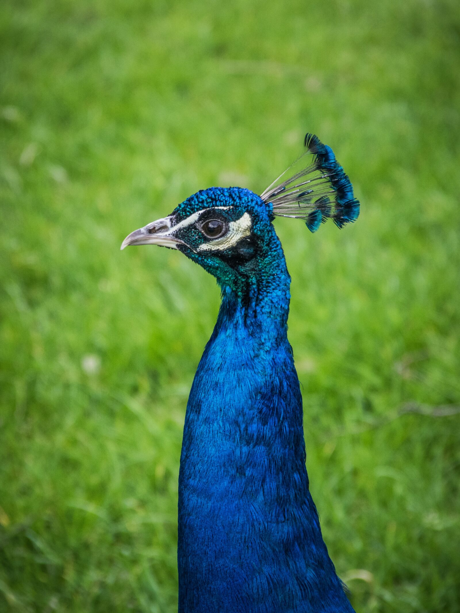 Nikon D5300 sample photo. Peacock, bird, feather photography