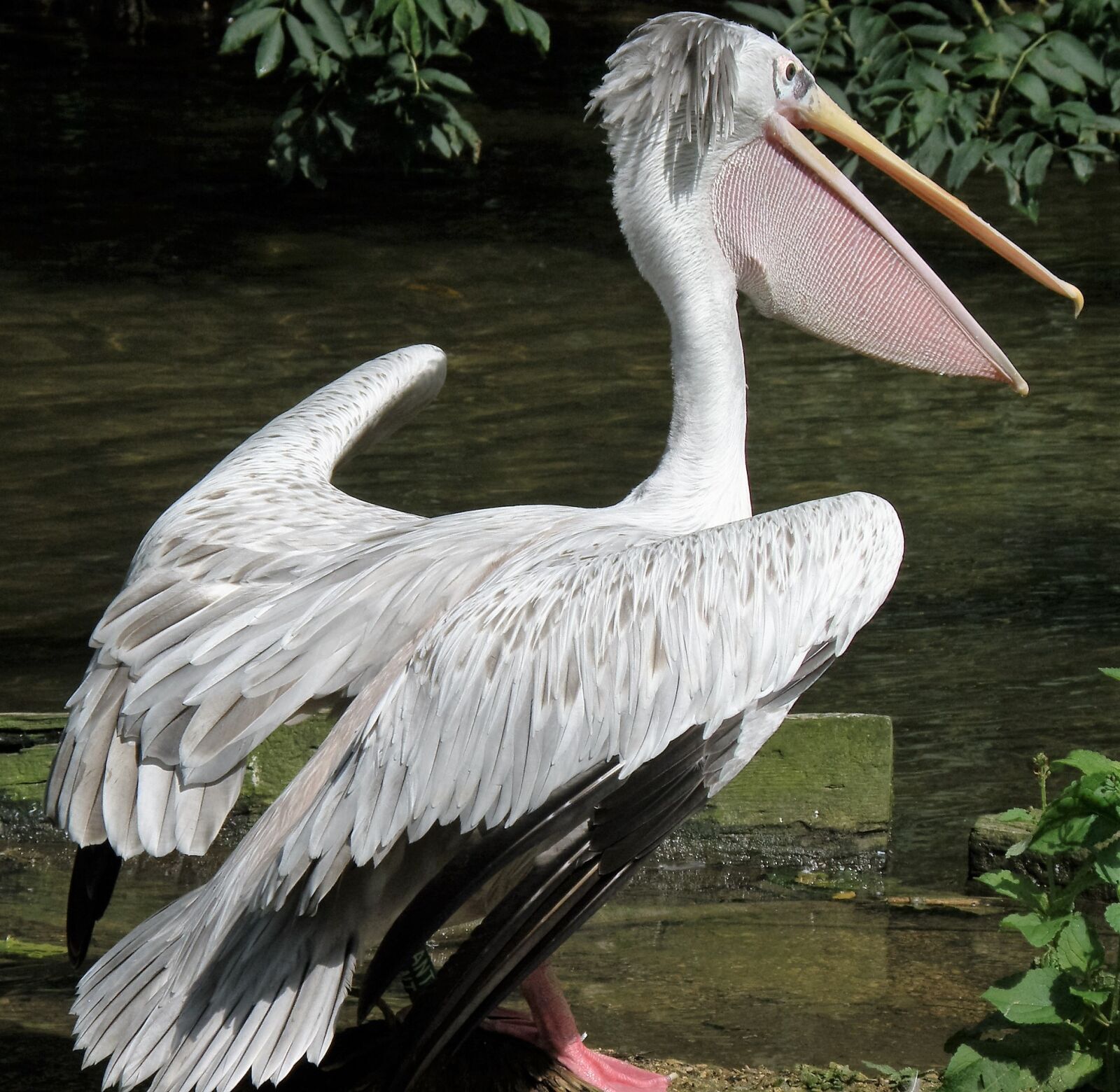 Olympus SP570UZ sample photo. Bird, pelican, nature photography
