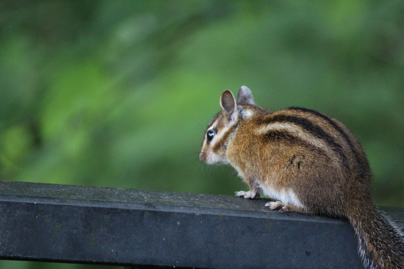 Canon EF-S 55-250mm F4-5.6 IS sample photo. Chipmunk, sciuridae, rodent photography