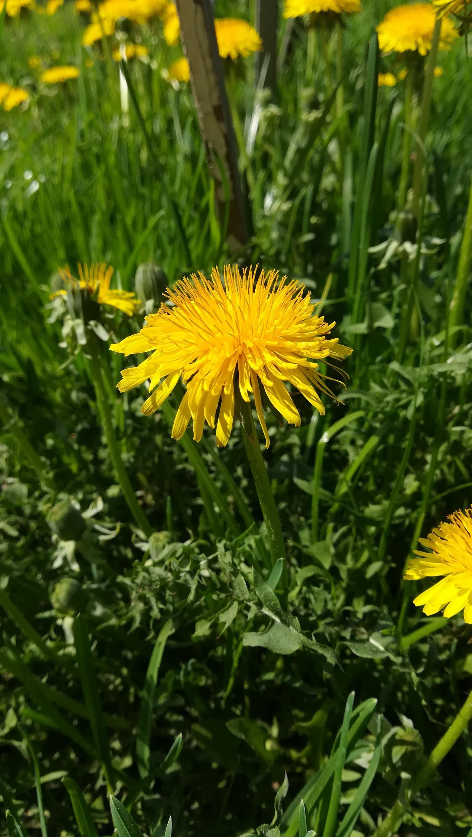 HUAWEI P10 lite sample photo. Spring, dandelion, flower photography