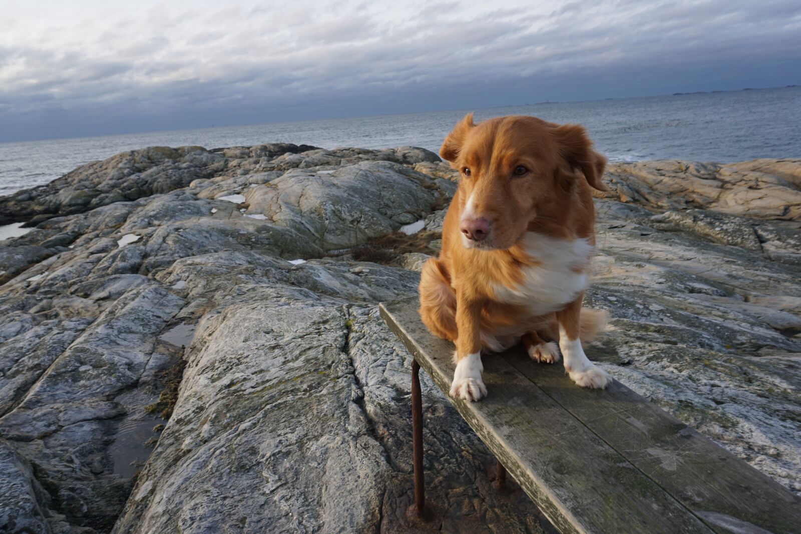 Sony a6000 sample photo. The nova scotia duck photography