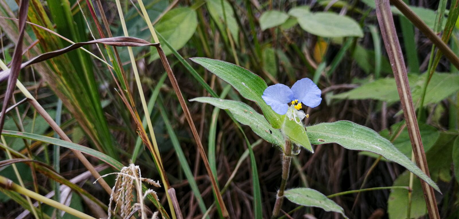 HUAWEI SNE-LX3 sample photo. Flower, green, commelina photography