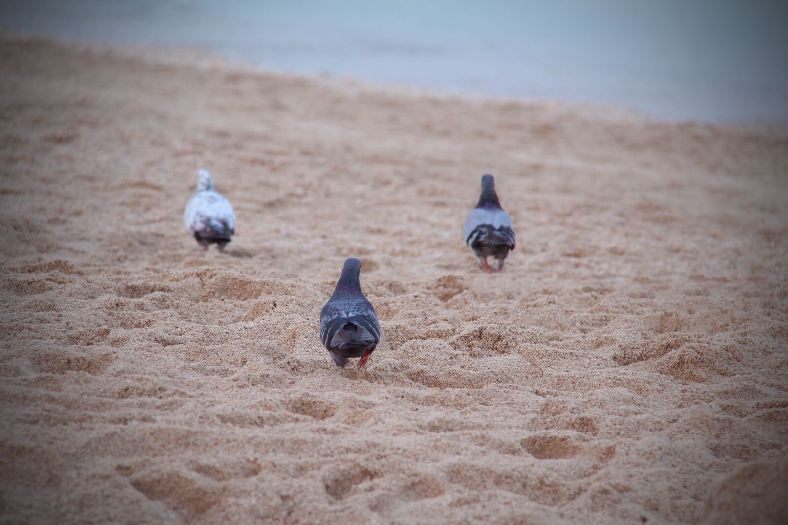 Canon EOS 650D (EOS Rebel T4i / EOS Kiss X6i) sample photo. Birds, doves, nature photography