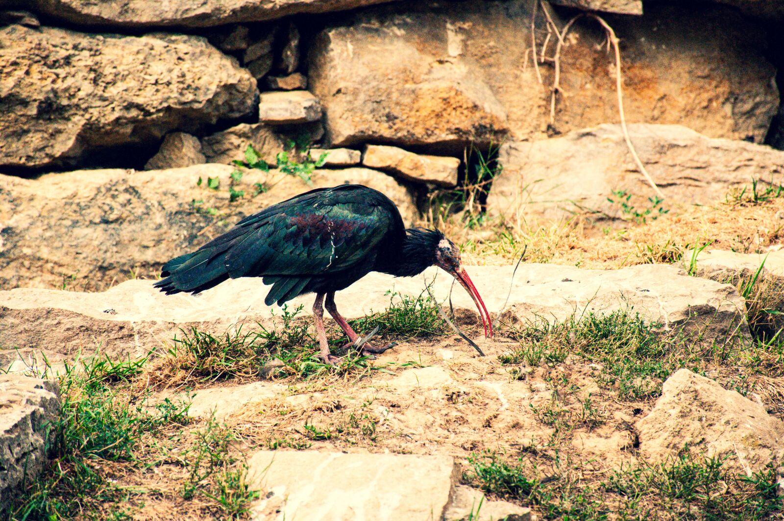 Nikon D90 sample photo. Northern bald ibis, close photography