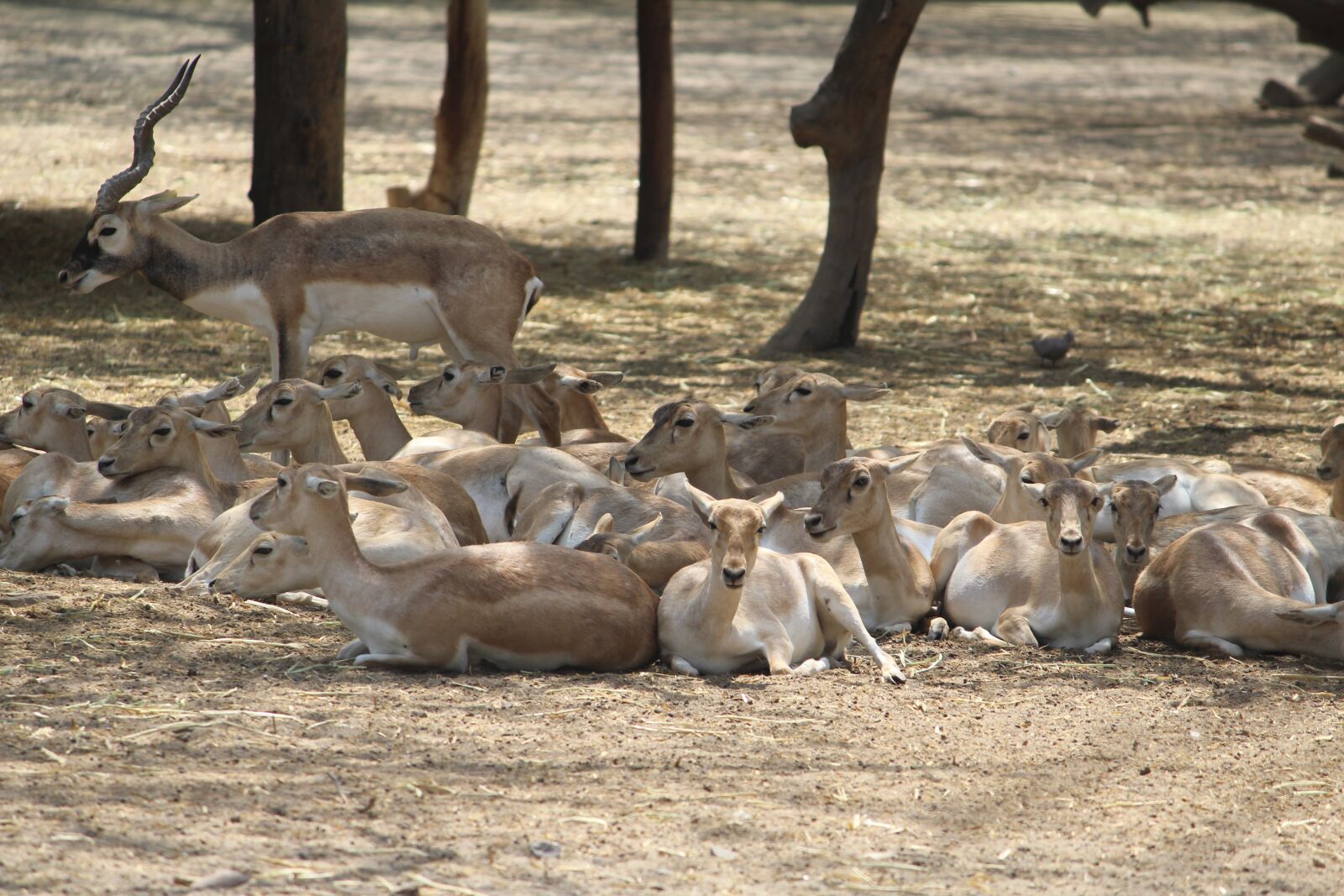 Canon EOS 1200D (EOS Rebel T5 / EOS Kiss X70 / EOS Hi) sample photo. Deer, zoo, mammal photography