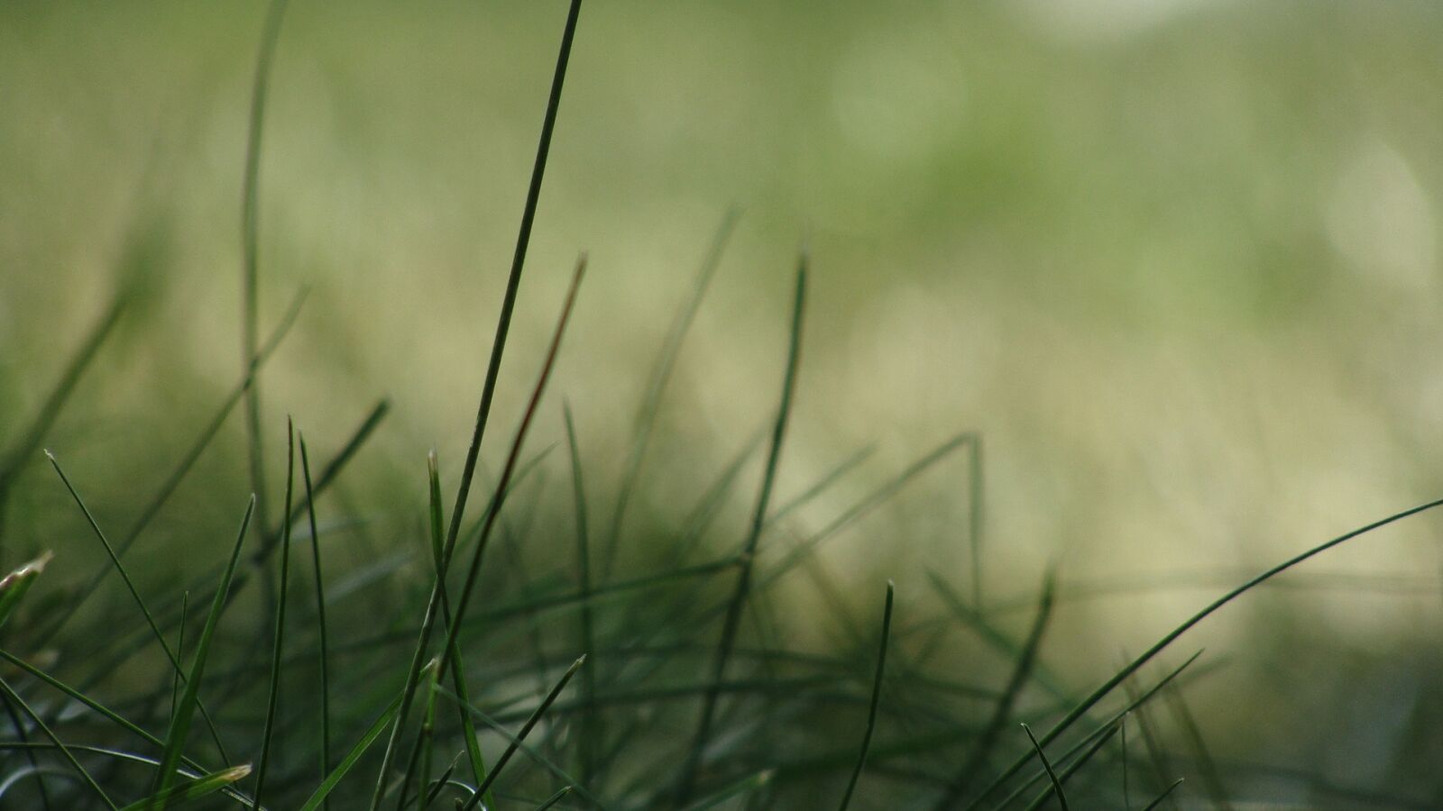 Sony Cyber-shot DSC-H10 sample photo. Grass, green, macro photography