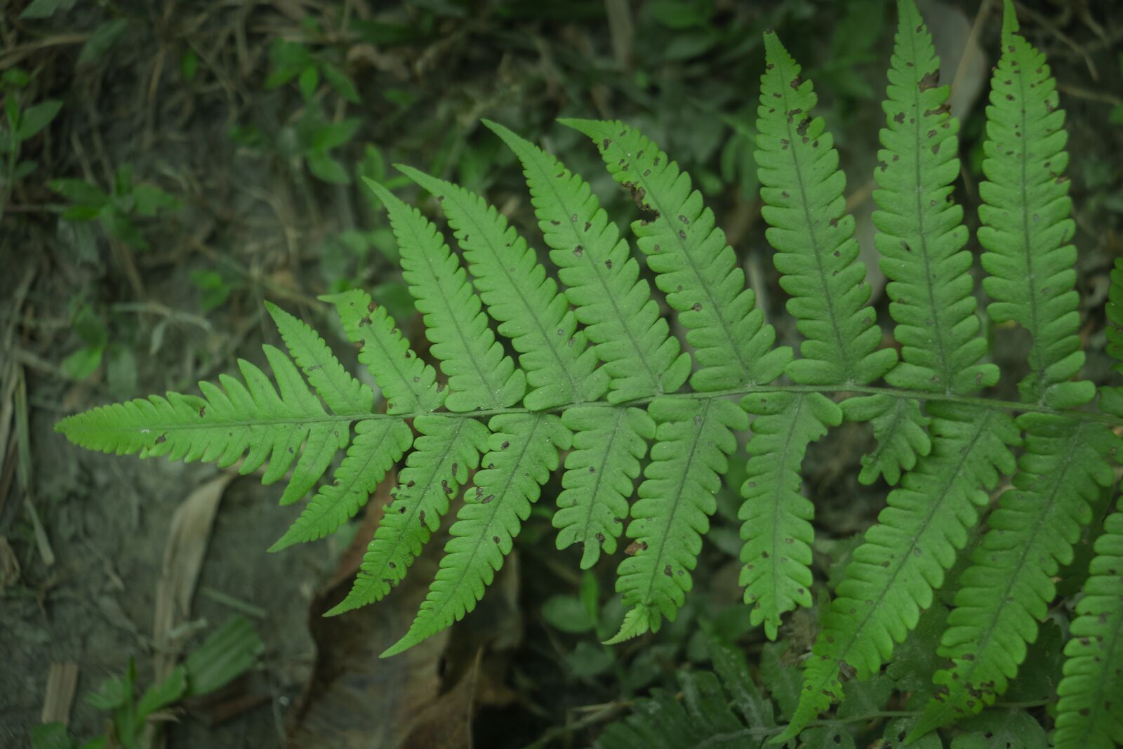 Canon EOS 70D sample photo. Leaf, green, nature photography