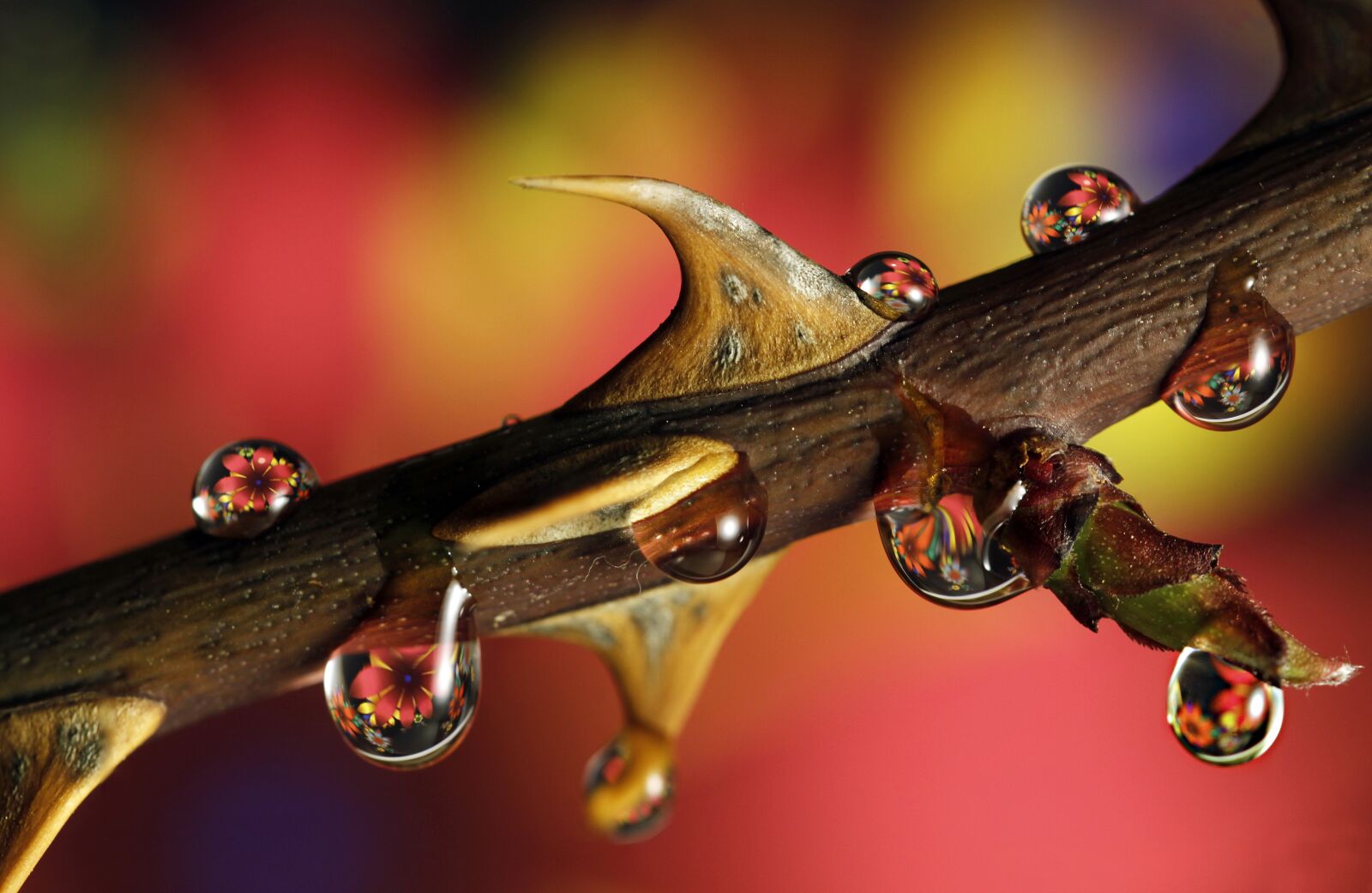 Canon EOS 7D sample photo. Rose, drop, dea photography
