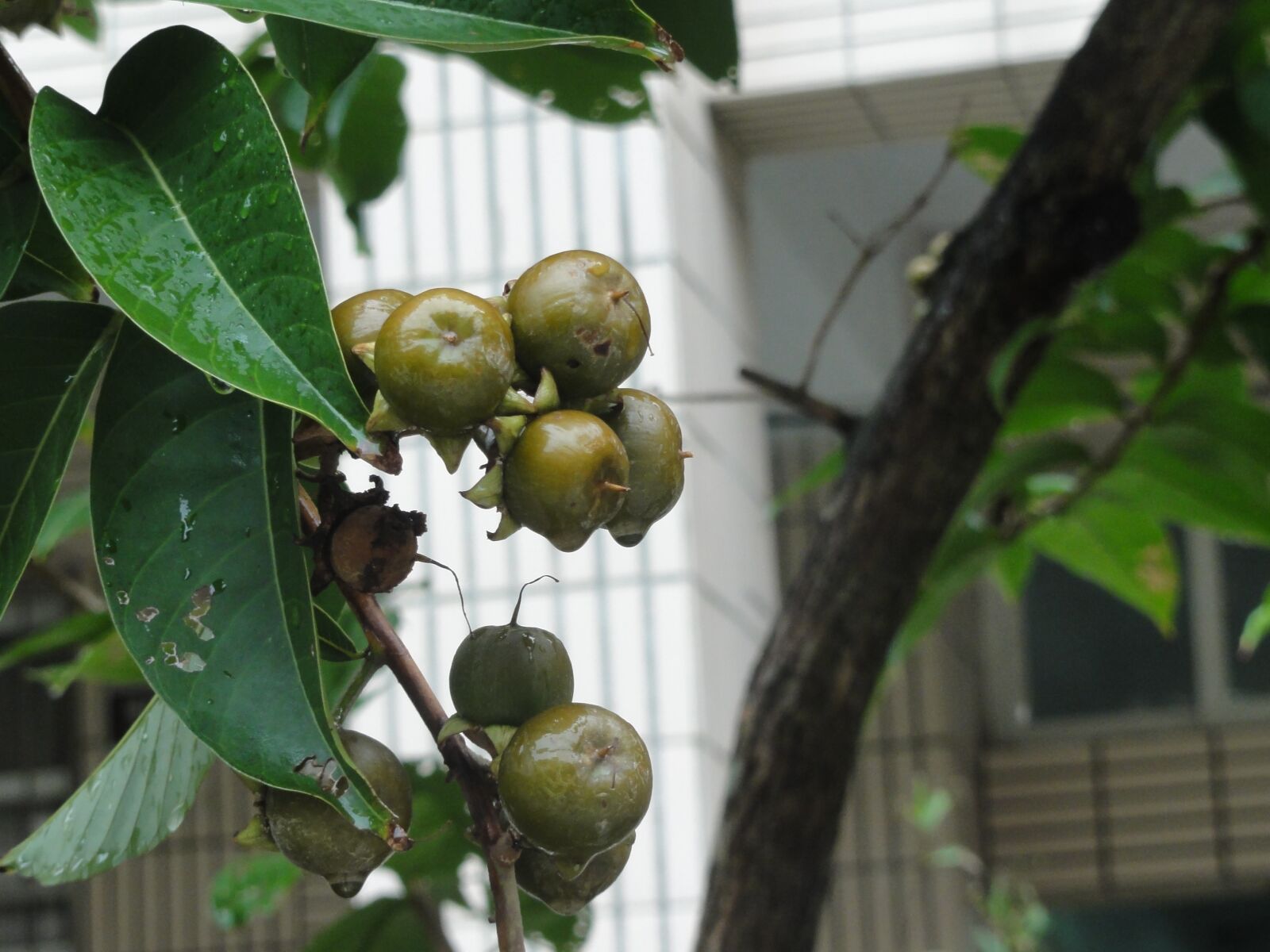 Sony DSC-HX5V sample photo. Green, plant, garden photography