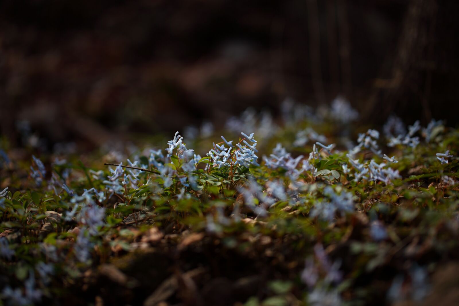 Canon EOS 5D Mark II sample photo. Flowers, nature, outdoors photography
