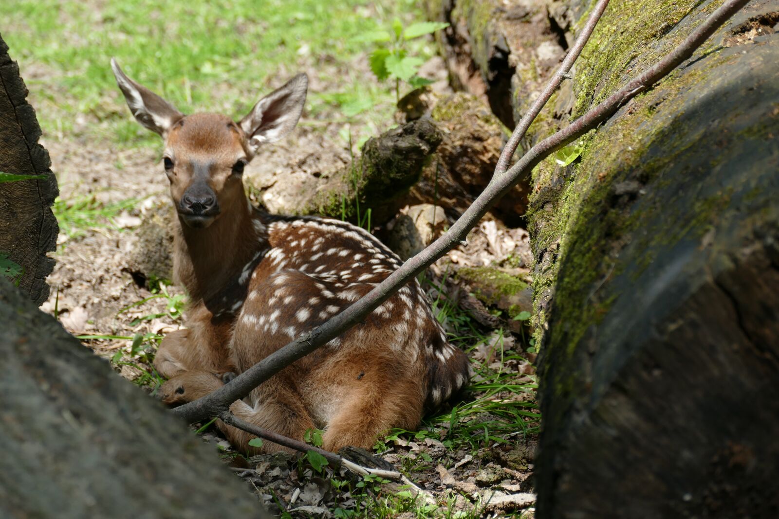 Panasonic Lumix DMC-FZ1000 sample photo. Roe deer, fasanerie, wiesbaden photography