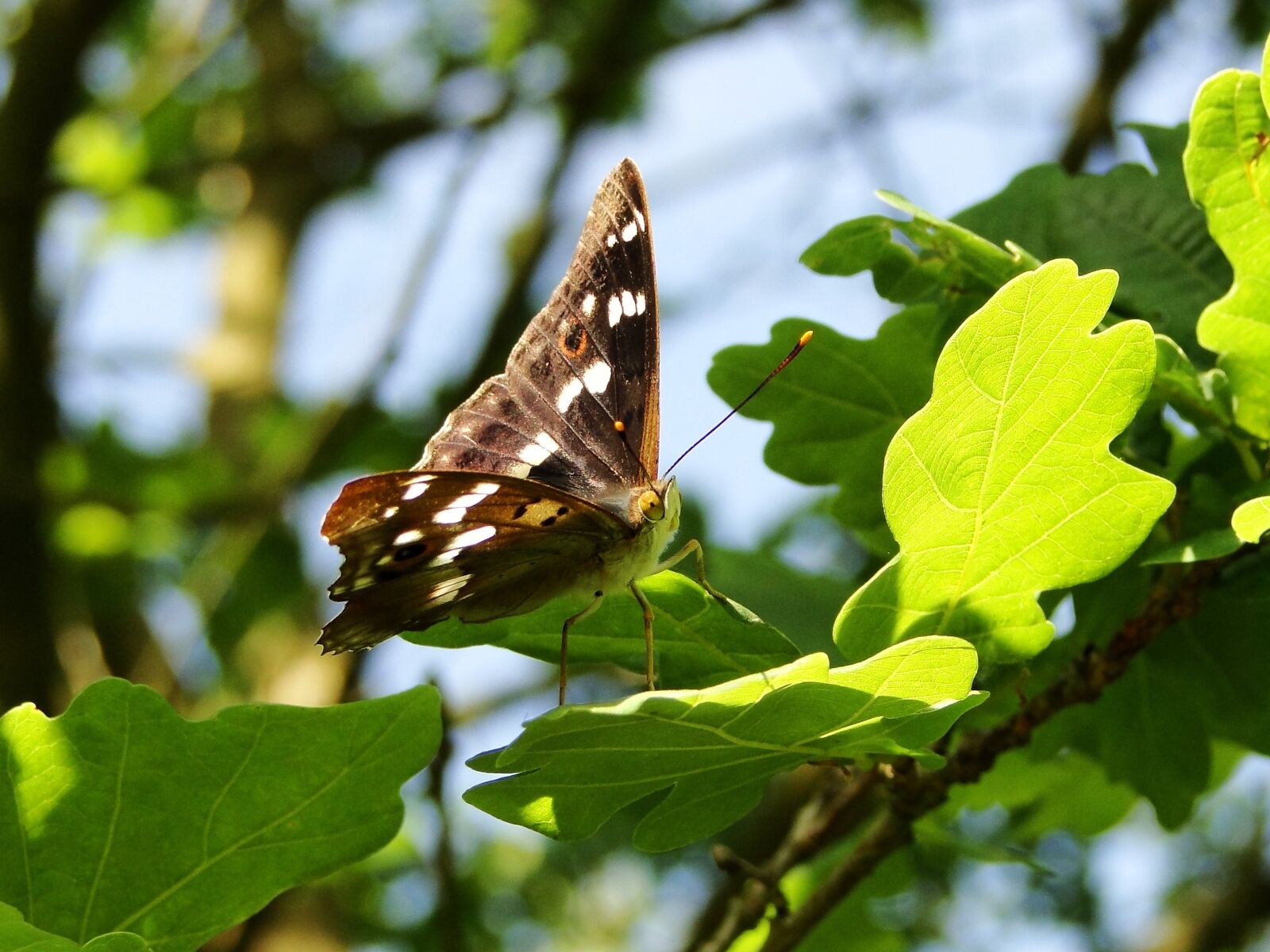 Sony Cyber-shot DSC-HX1 sample photo. Nature, at the court photography