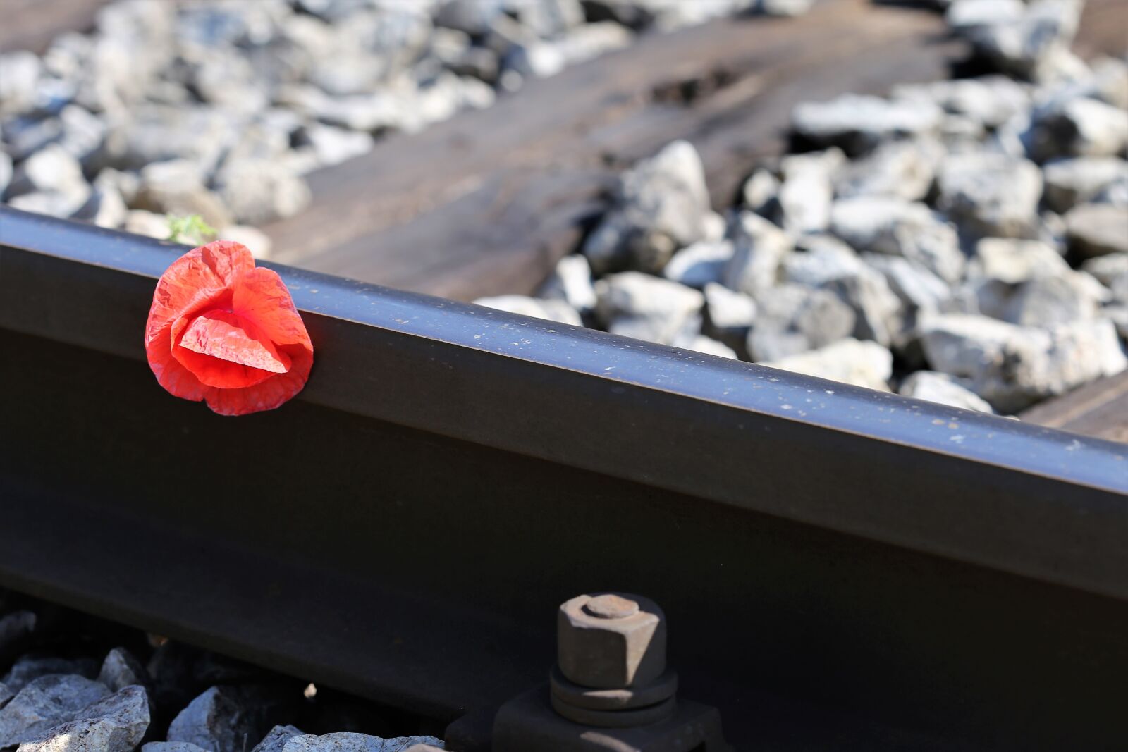 Canon EOS 6D + Canon EF 100mm F2.8 Macro USM sample photo. Red poppy on railway photography