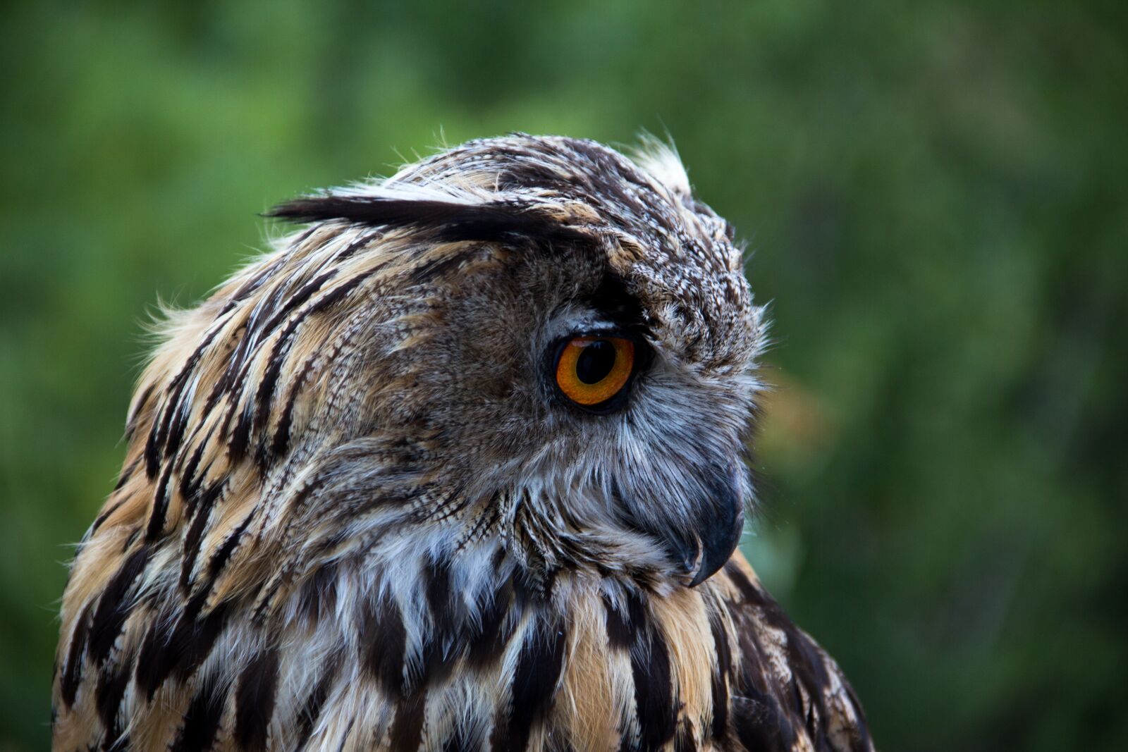 Canon EOS 60D sample photo. Owl, bird, looking photography