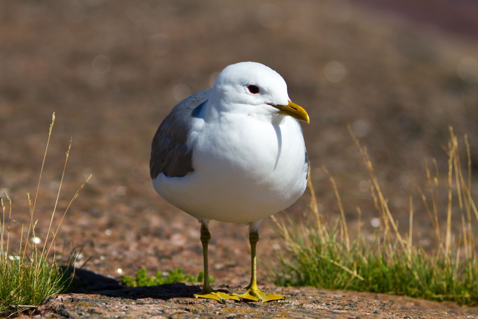 Canon EF 300mm F4L IS USM sample photo. Seagull, rock, grass photography