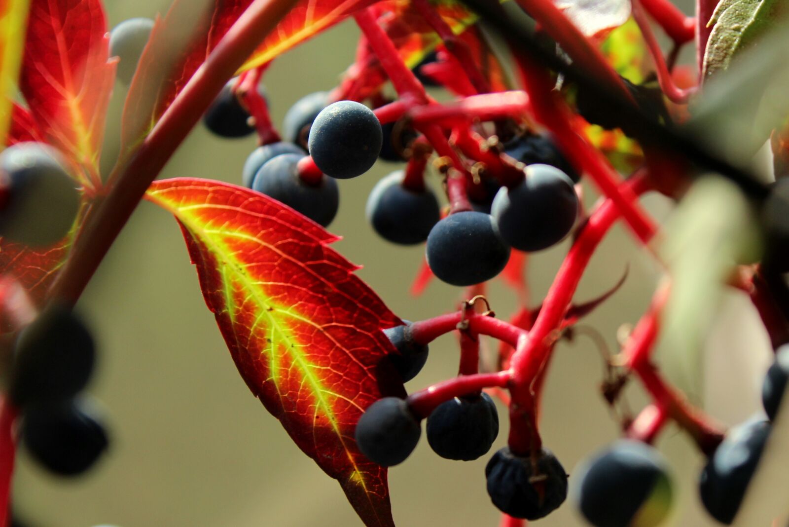 Canon EOS 1200D (EOS Rebel T5 / EOS Kiss X70 / EOS Hi) sample photo. Parthenocissus, vines, berries photography