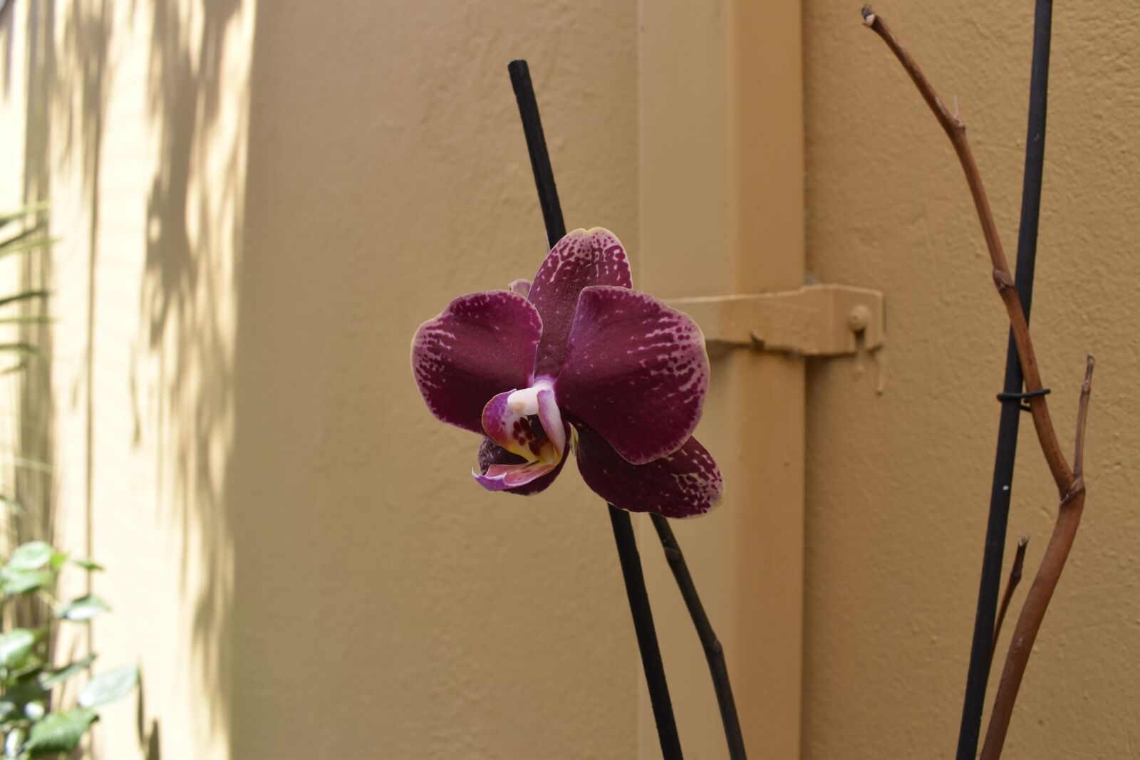 Nikon D3500 sample photo. Orchid, flowers, b w photography