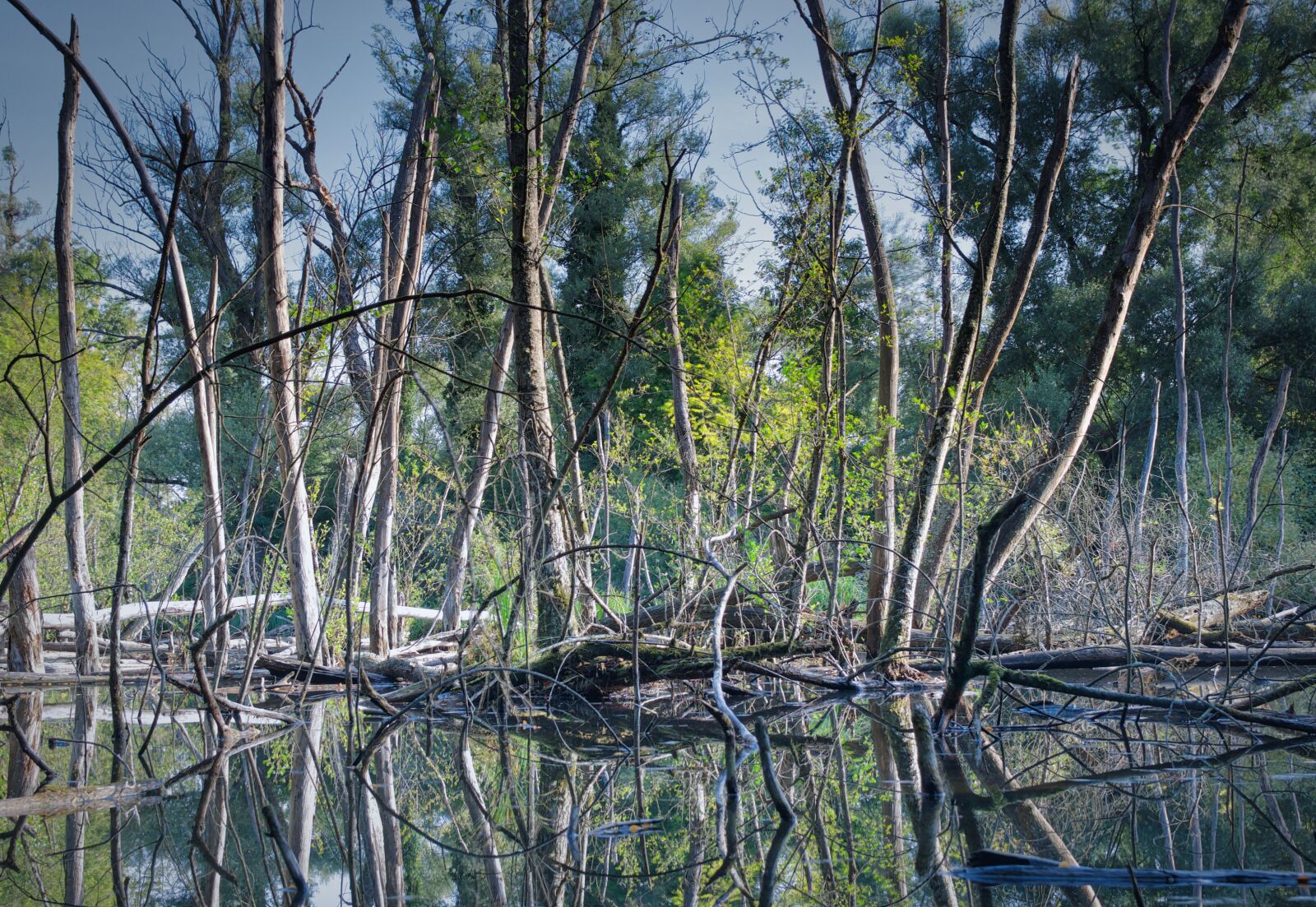 Nikon D5300 sample photo. Bannwald, forest, trees photography