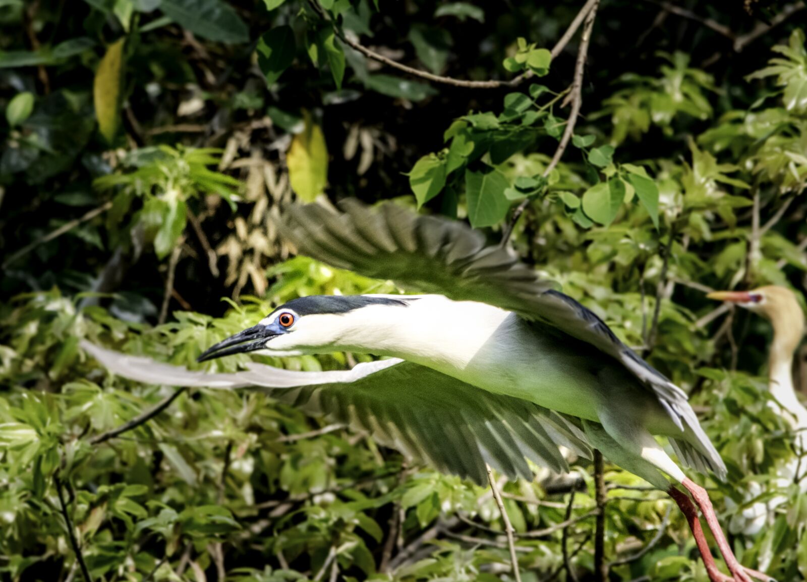 Nikon D5500 sample photo. Bird, nature, wildlife photography