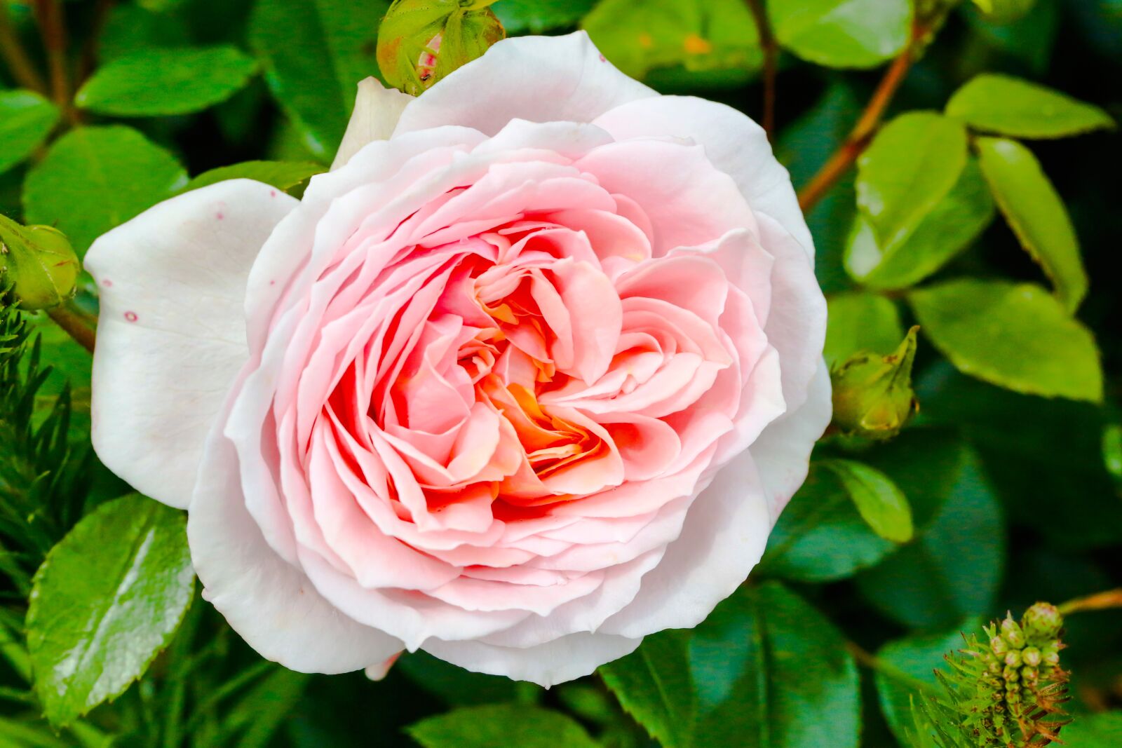 Canon EF 100mm F2.8L Macro IS USM sample photo. Rose, blossom, bloom photography