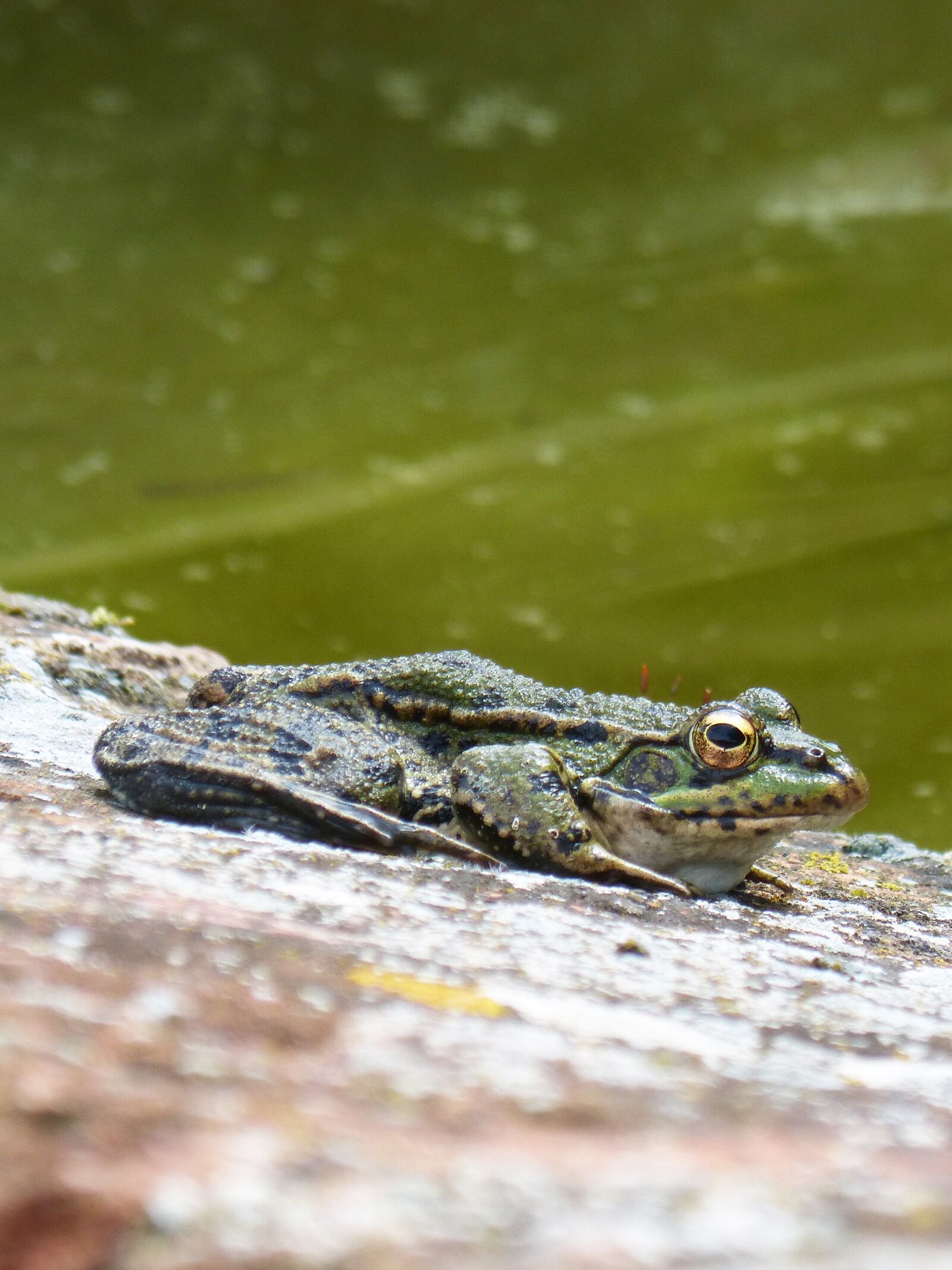Panasonic DMC-FZ62 sample photo. Frog, green frog, nature photography