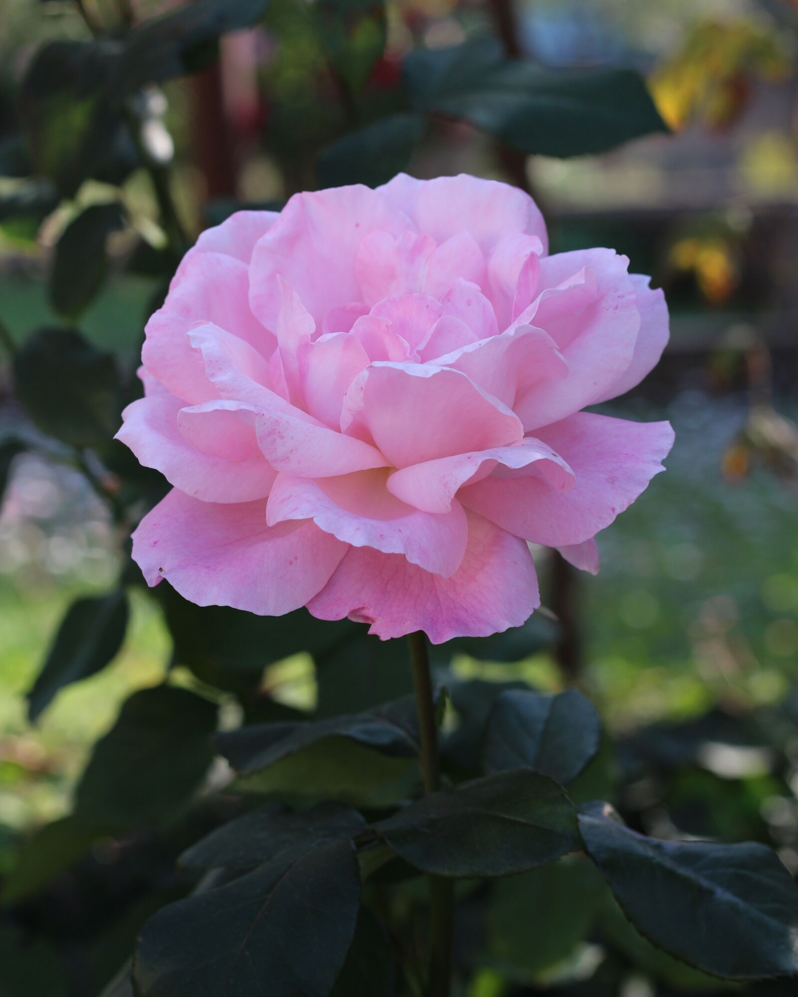 Canon EF 50mm F1.8 STM sample photo. Pink, rose, flower photography